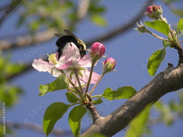 Obraz the bee and apple blossom