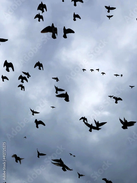 Obraz sky with birds