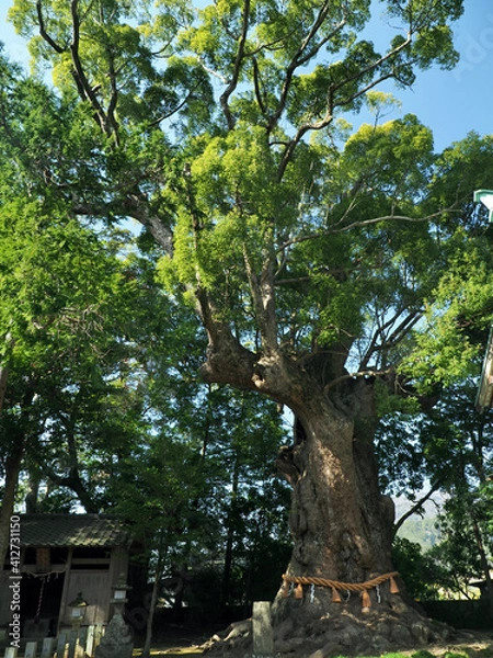 Fototapeta 静岡県･川津来宮神社･クスノキ