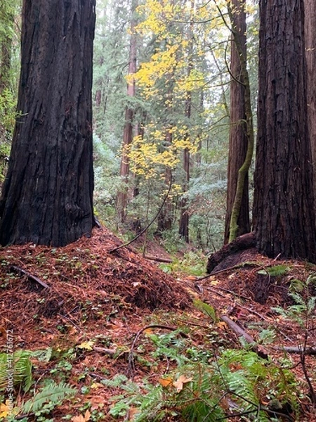 Fototapeta Gold Leaf Forest View