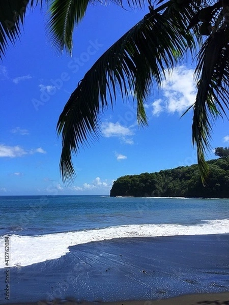 Fototapeta trees on the beach