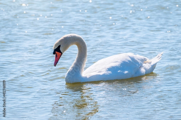 Obraz Graceful white Swan swimming in the lake, swans in the wild. Portrait of a white swan swimming on a lake.