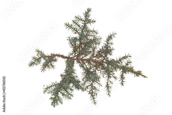 Fototapeta green branch isolated on white background