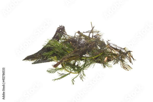 Obraz seaweed isolated on white background