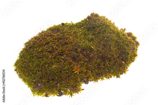 Obraz seaweed isolated on white background