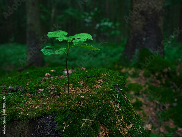 Fototapeta A young tree grows from an old stump in the forest