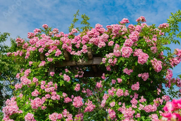 Fototapeta ピンクのバラと青空