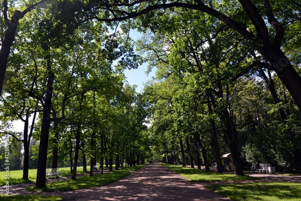 Fototapeta trees in the park