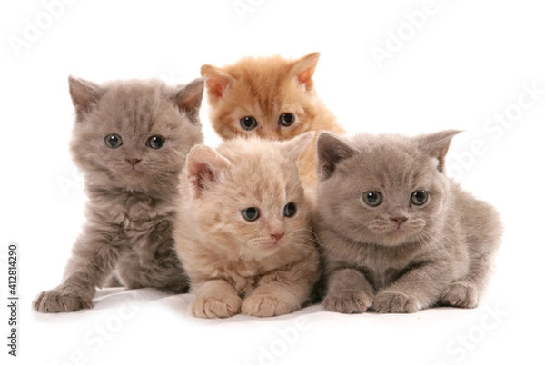 Obraz Selkirk Rex Kittens