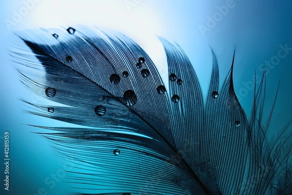 Fototapeta Silhouette of  black bird feather with water drops on a blue turquoise background with beautiful lighting. Elegant bright and expressive artistic image.