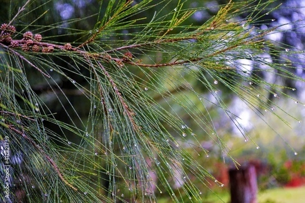 Obraz ROCIO NADA MAS