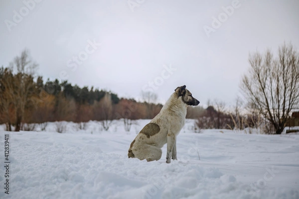 Fototapeta A homeless dog sitting on snow in winter and looking at something