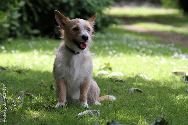 Obraz Portuguese Podengo