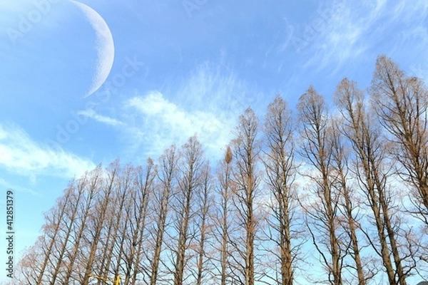 Obraz メタセコイヤと青空とちょこっと月