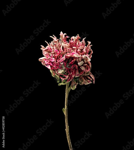 Obraz Aster. Dried dead flower isolated on black background. Sample of a flower in oriental style with pastel colors.