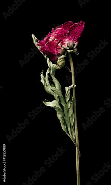 Obraz Aster. Dried dead flower isolated on black background. Sample of a flower in oriental style with pastel colors.