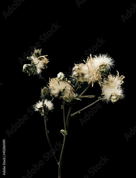 Obraz Dandelions fluffed up. Dried dead flower isolated on black background. Sample of a flower in oriental style with pastel colors.