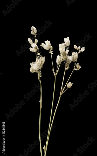 Obraz Dried dead bells flower isolated on black background. Sample of a flower in oriental style with pastel colors.