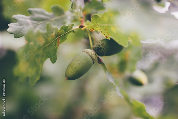 Fototapeta Oak branch with green leaves and acorns on a sunny day. Oak tree in summer. Blurred leaf background. Closeup.