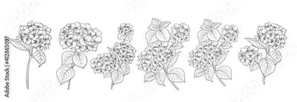 Fototapeta Set of differents hydrangeas on white background.