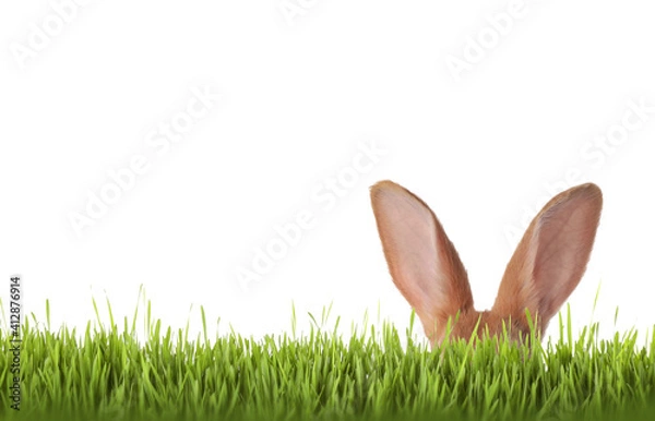 Fototapeta Cute Easter bunny hiding in green grass on white background
