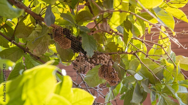 Obraz Wasp nest on tree