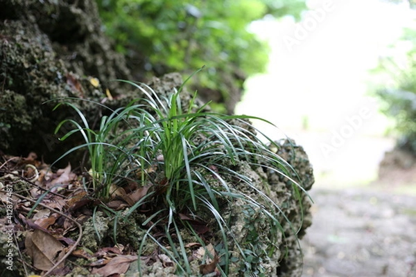 Obraz 山道の途中