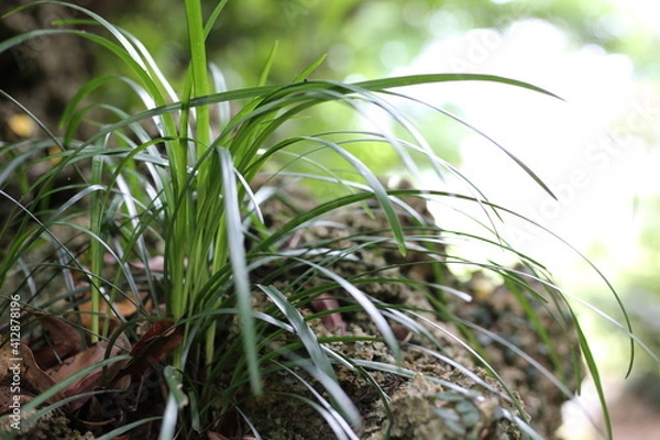 Obraz 石灰岩の上に生える草