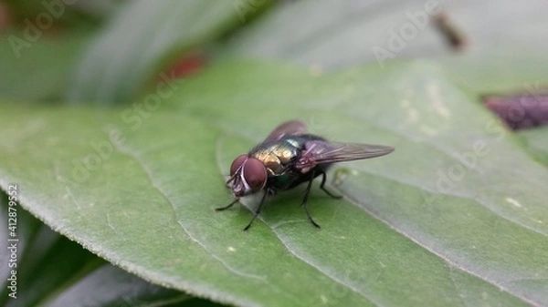 Fototapeta fly on leaf
