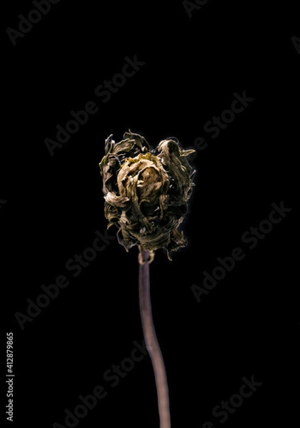 Obraz Dried dead marigold flower isolated on black background. Sample of a flower in oriental style with pastel colors.