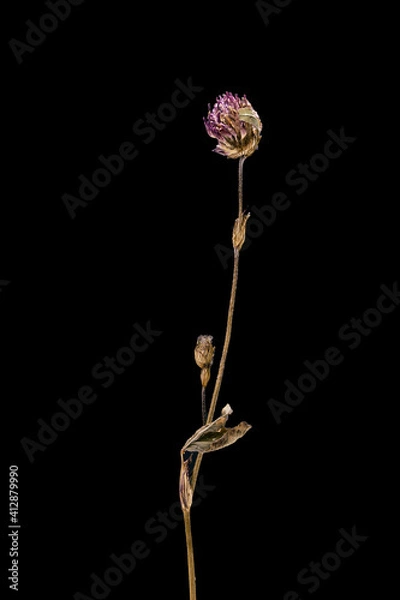 Obraz Dried dead clover flower isolated on black background. Sample of a flower in oriental style with pastel colors.