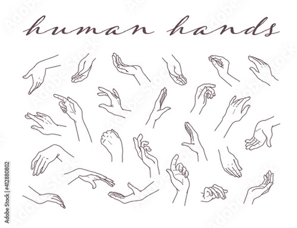 Fototapeta Collection of human hands  in different gestures and posses isolated on white background. Vector hand drawn line art illustration. For banners, ads, emblems, tags, packaging, logo, advertisement.