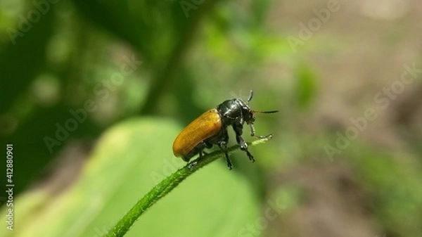 Fototapeta bug on a green leaf