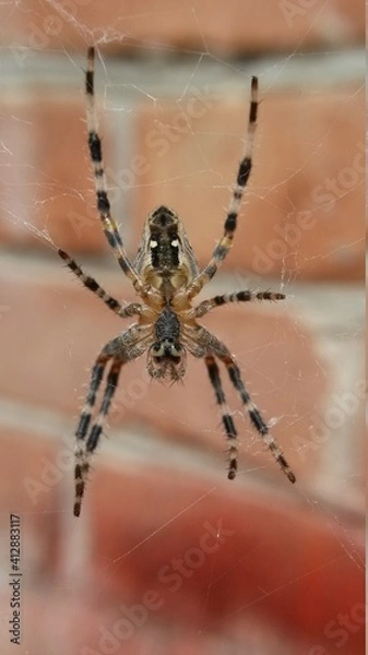 Fototapeta spider on the web