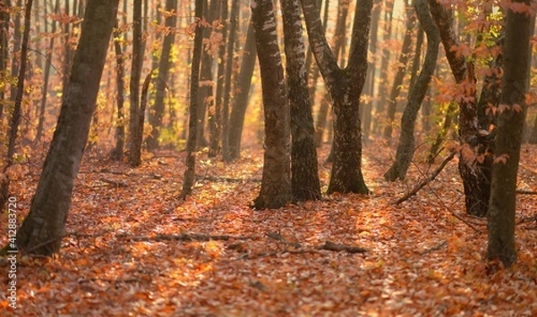 Fototapeta Forest in autumn