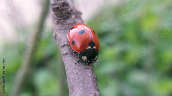 Fototapeta ladybug on a branch