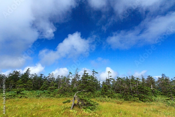Fototapeta 北海道　浮島湿原