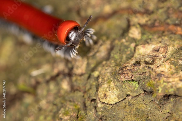 Obraz Red millipede on a tree in a rainforest