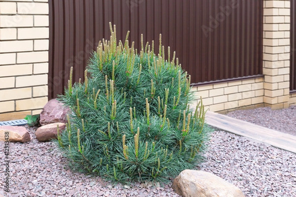 Obraz Blue spherical pine mugus in the spring.Selective focus.Сoncept of the selection of ornamental plants and trees for landscaping a garden.