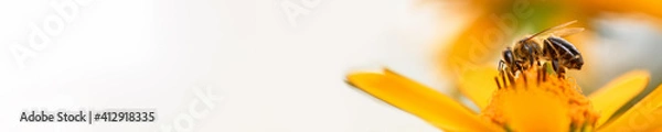Obraz .Bee and flower. Close up of a large striped bee collecting pollen on a yellow flower on a Sunny bright day. Banner, on the left is an empty space for the text. Summer and spring backgrounds