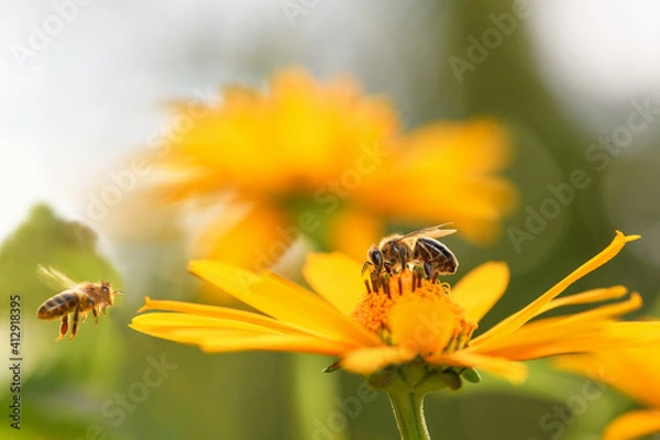 Obraz .Bee and flower. Close up of a large striped bee collects honey on a yellow flower on a Sunny bright day. Macro horizontal photography. Summer and spring backgrounds