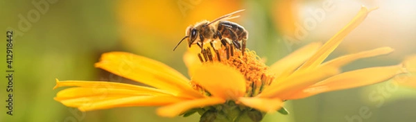 Obraz Bee and flower. Close up of a large striped bee collecting pollen on a yellow flower on a Sunny bright day. Banner. Summer and spring backgrounds