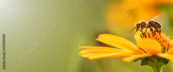 Fototapeta Bee and flower. Close up of a large striped bee collecting pollen on a yellow flower on a Sunny bright day. Banner, on the left is an empty space for the text. Summer and spring backgrounds