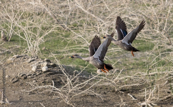Fototapeta Indian spotted billed ducks flying from their breeding colony to get food. Mating pair of the ducks seen in rural parts of India. 