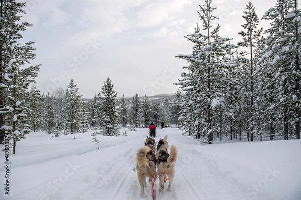 Obraz Schlittenhunde Finnland Lappland