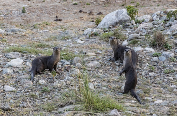 Fototapeta Smooth-coated otter or  Lutrogale perspicillata  looking straight at us in the river banks of Ram Ganga river while on a safari at Jim Corbett national park, Uttarakhand. 