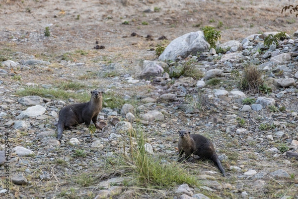 Fototapeta Smooth-coated otter or  Lutrogale perspicillata  looking straight at us in the river banks of Ram Ganga river while on a safari at Jim Corbett national park, Uttarakhand. 