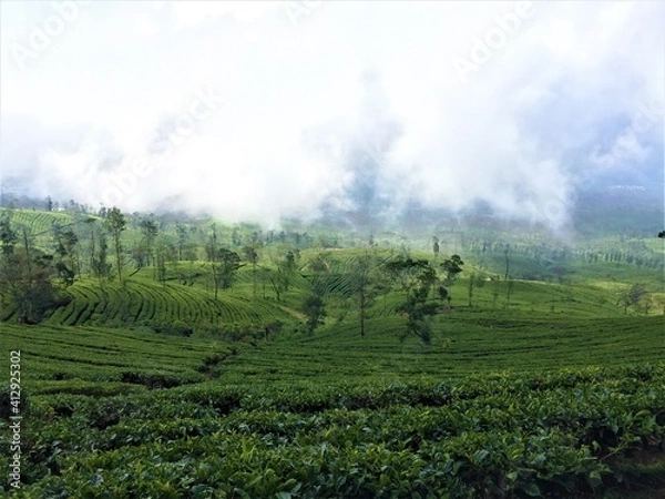 Obraz green tea plantation