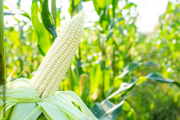 Obraz Fresh white corn pods organic on tree are in garden. Concept of agronomy for consumption and raising animals.copy space