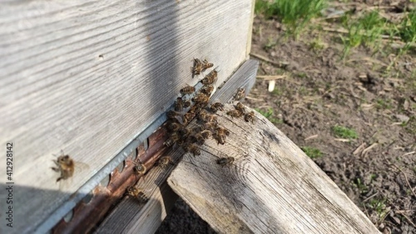 Obraz bees on the hive